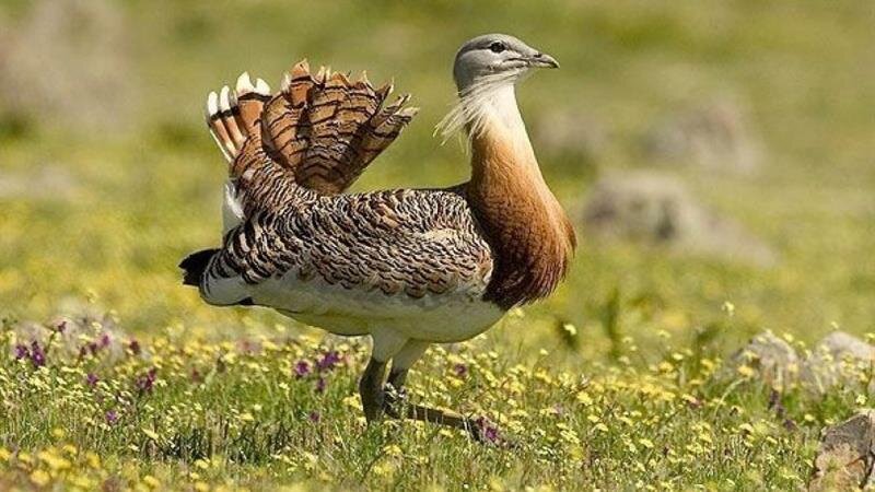 سالن پرواز میشمرغ احداث میشود/ خرید ۲۵ هکتار زمین در زیستگاههای حساس این گونه