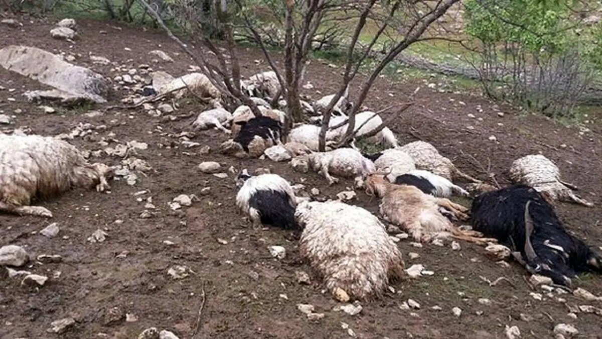 حمله حیوان درنده به دامهای یکی دامدار روستایی در کهگیلویه و بویراحمد