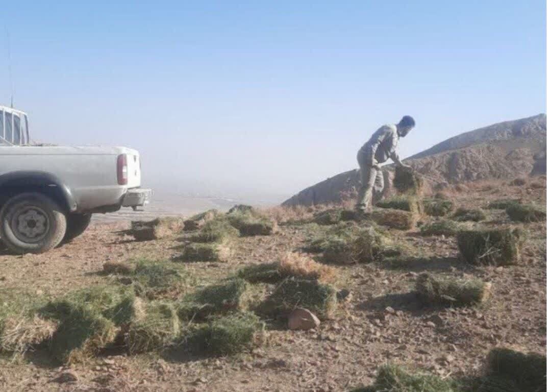 حمایت از حیات وحش سمنان انجام شد/ توزیع علوفه در شاهرود طی فصل سرد سال