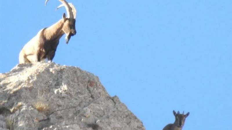 شمار پستانداران منطقه حفاظت شده خلخال ۱۰ درصد افزایش یافت