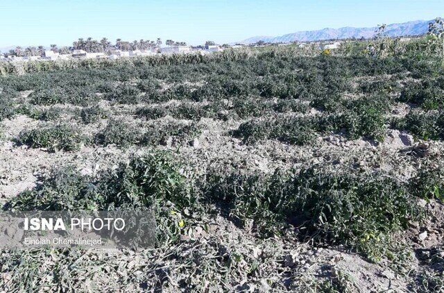 هشدار جهاد کشاورزی هرمزگان نسبت به خطر سرمازدگی محصولات پس از بارشها