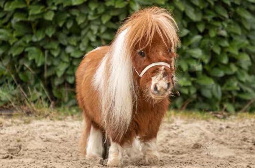 کوچکترین اسب دنیا با ۵۳ سانتیمتر قد را ببینید + عکس