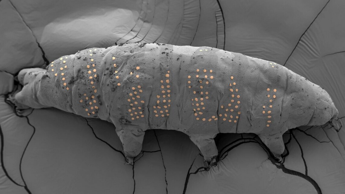 قاب‌هایی شگفت‌انگیز از دنیای نادیدنی‌ها