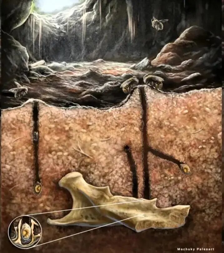 زنبورهایی که در دندان جانوران مرده لانه می‌ساختند | عکس