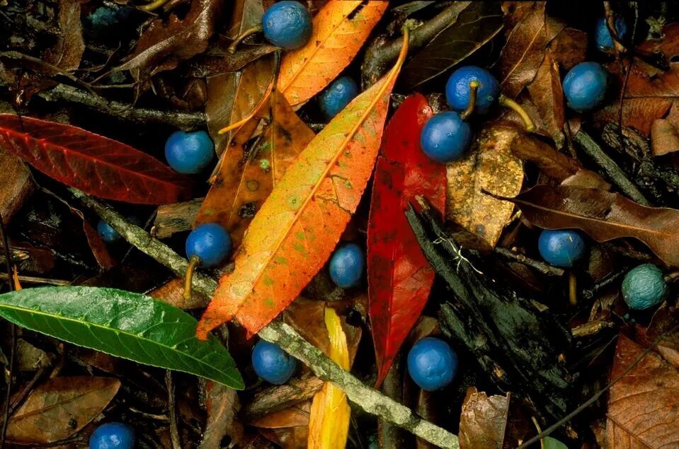 تنها میوه آبی جهان را ببینید