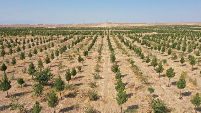 بازدید معاون وزیر جهاد کشاورزی از بزرگترین پارک جنگلی قم