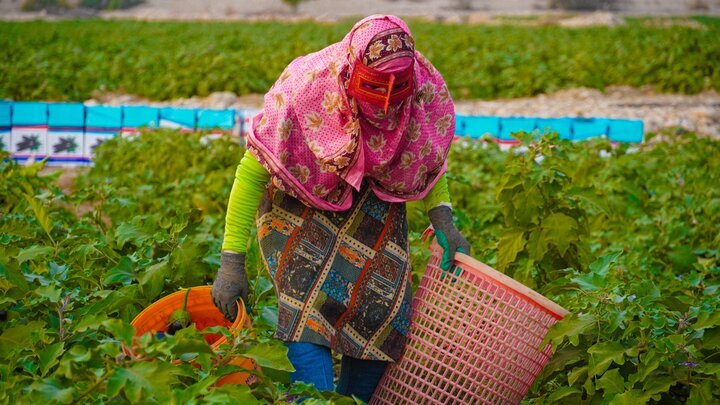 کاهش دما و خطر سرمازدگی برای مزارع و دام‌ها در هرمزگان
