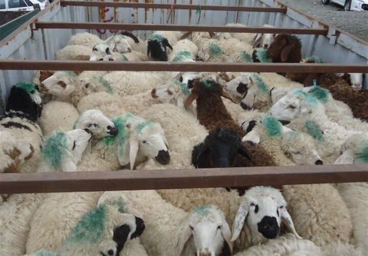 کشف ۶۹ رأس دام قاچاق در شهرستان ثلاث باباجانی