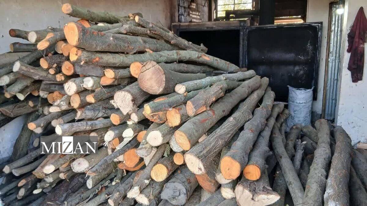 برخورد قاطع دادستانی آمل با قاچاقچیان چوب‌ درختان جنگلی 