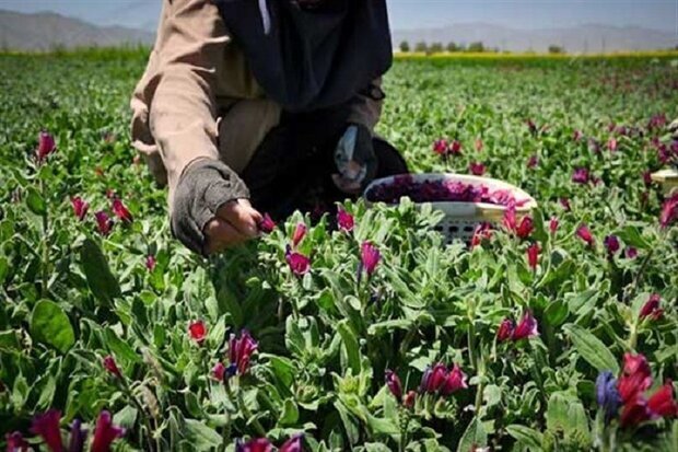 افزایش ۱۰۰ هکتاری سطح زیر کشت گیاهان دارویی در چهارمحال و بختیاری