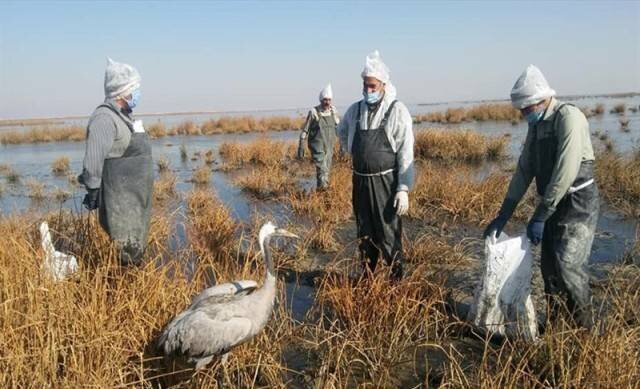 ابتلا به آنفلوآنزای فوق حاد پرندگان در آذربایجان غربی مشاهده نشده