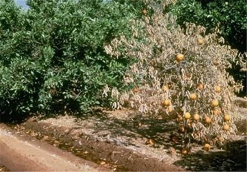 خطر سرمازدگی مرکبات در جنوب کرمان