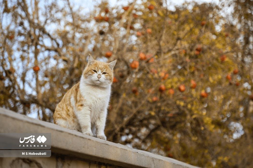 قصه پاییزی یلدا در کوچه باغ های اناری یزد