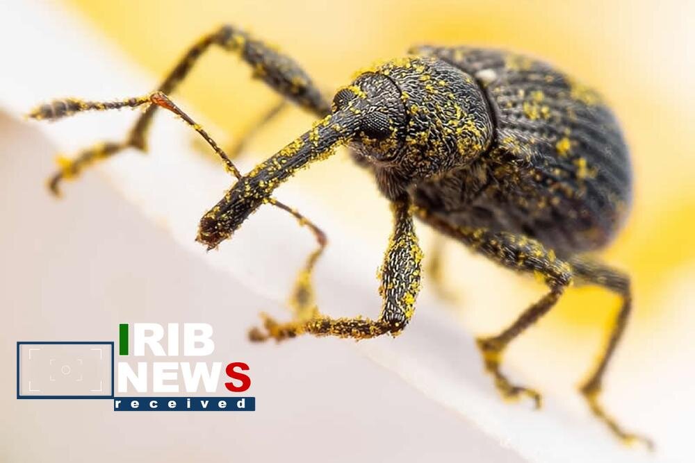 عکس/عکاسی ماکرو از دنیای حشرات
