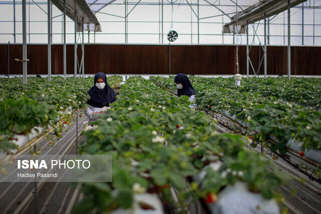 زنجیره ارزش صنعت گلخانهای تیران نیازمند راهبری و حمایت