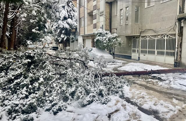 سقوط و شکستگی ۶۵۰ اصله درخت در پی بارش برف در نیشابور