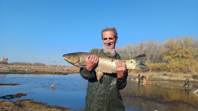 آغاز برداشت ماهیان گرمابی در پارسآباد
