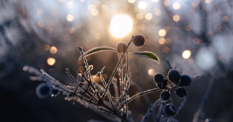 مراسم انقلاب زمستانی در برخی کشورها