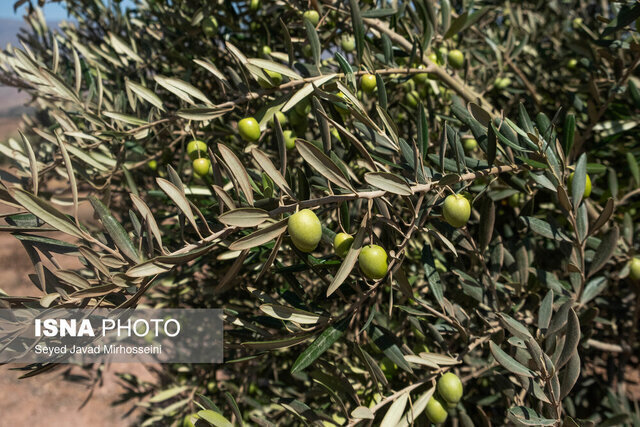 رئیس انجمن زیتون زنجان: موانع تغییر کاربری و محیطزیست، توسعه صنایع زیتون را قفل کرده است