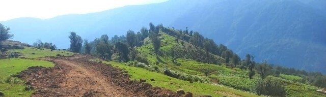 قاچاق چوب و جادههای غیرمجاز در دل جنگلهای گیلان/ تلاش برای حفاظت در برابر تخریب+فیلم /منتشر نشود