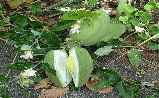 پاکسازی پارک ملی بوجاق از گیاه مهاجم آروجیا