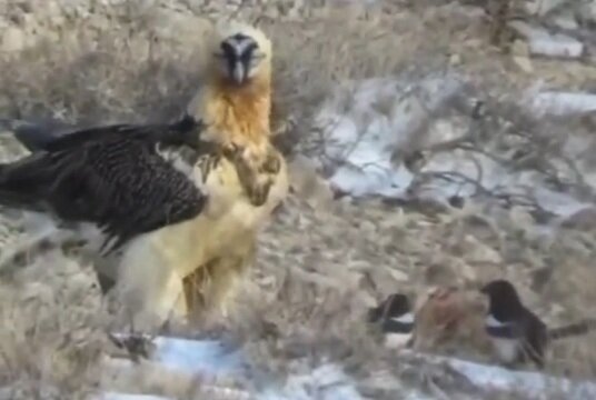 ثبت صحنه‌ای بی‌نظیر در حیات وحش ایران | پرنده افسانه‌ای هما، مهمان شکار عقاب شد