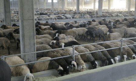 اخذ مجوز از درگاه ملی صدور مجوزها در دامداریهای روستایی و غیر صنعتی رایگان است