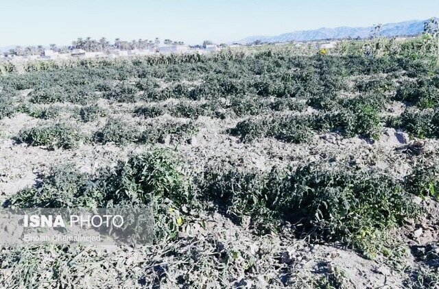 خسارتهای کشاورزی در پنج شهرستان هرمزگان /۳۷ گروه ارزیاب در حال بررسی
