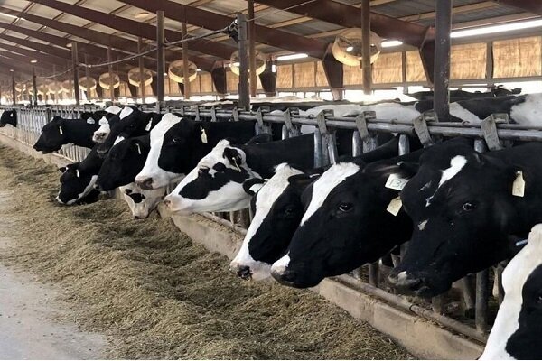 مشکلات تولید شیرخام در بزرگترین مجتمع تولیدی  کشور