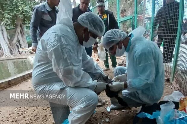 پایش بیماری آنفلانزای پرندگان در بوشهر انجام شد