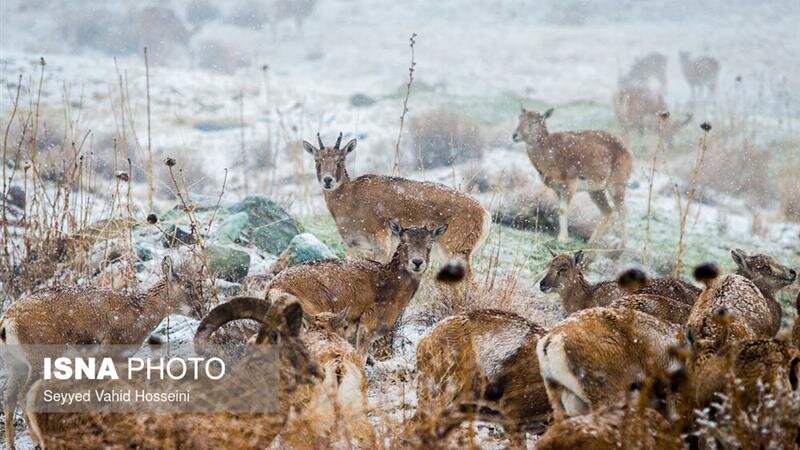۶ نکته برای حفظ سلامت حیات وحش در روزهای برفی