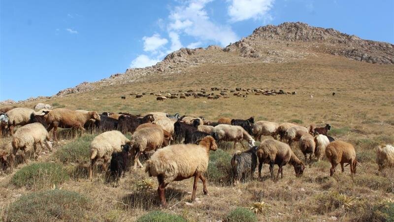 شهرستان انگوت؛ رتبه ۶ تولیدات دامی استان اردبیل با آینده‌ای فراتر