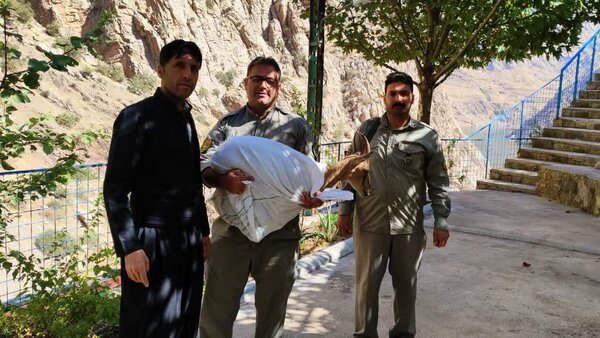 نجات بز وحشی سرگردان از مرگ در پاوه