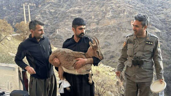 نجات بز وحشی سرگردان از مرگ در پاوه