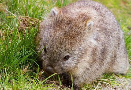 وُمبت‌؛ یکی از عجیب‌ترین موجودات جهان