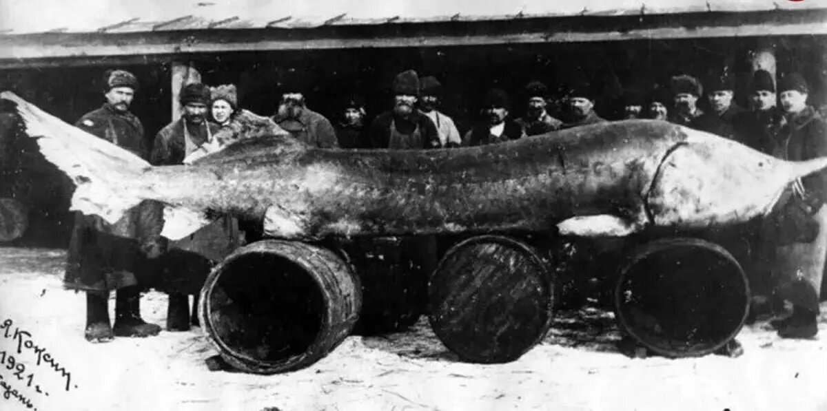 هیولای هفت‌متری؛ بزرگترین ماهی رودخانه‌ای صید شده در طول تاریخ | عکس