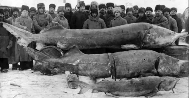 هیولای هفت‌متری؛ بزرگترین ماهی رودخانه‌ای صید شده در طول تاریخ | عکس