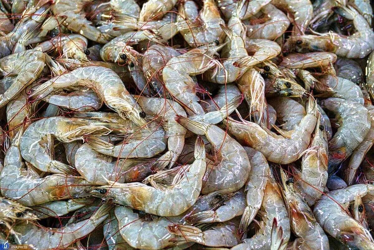 افزایش ۳۷ درصدی تولید میگو