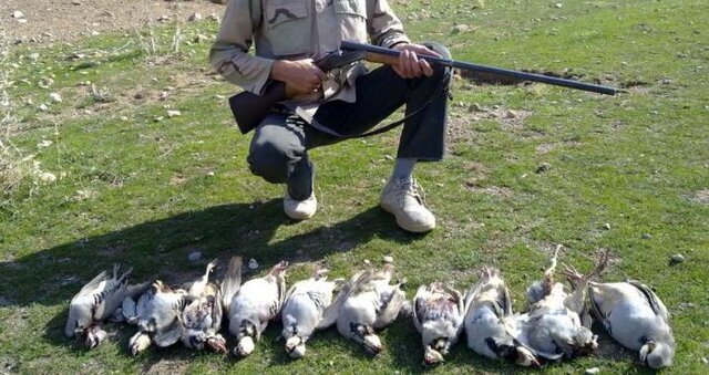کشف لاشه پرندگان وحشی در حاشیه منطقه حفاظت شده ارس سیستان خراسان رضوی