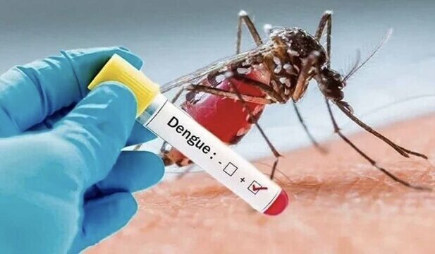 ضرورت کنترل پشه ناقل تب دنگی پس از بارندگیها در هرمزگان