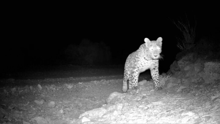 لحظه کم‌نظیر حضور پلنگ ایرانی در پارک ملی صیدوا مهدیشهر ثبت شد