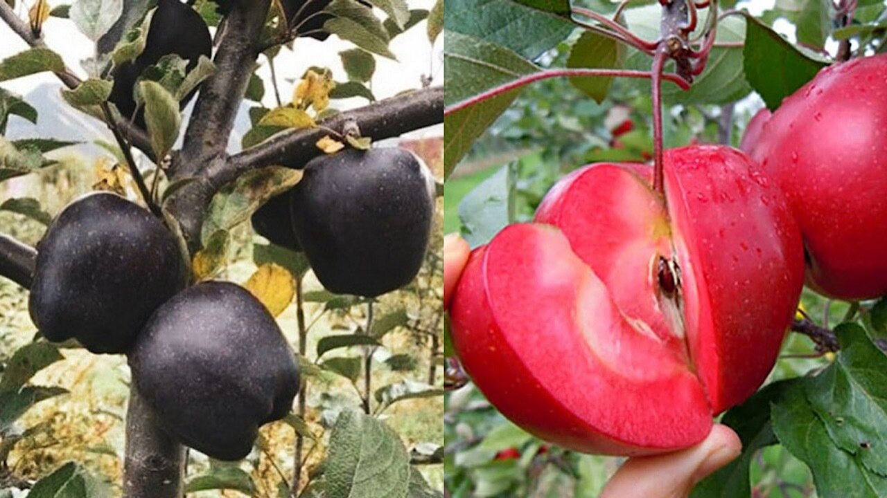 این نهالستان از نهال سیب تو سرخ و سیاه اصلاح شده رونمایی کرد