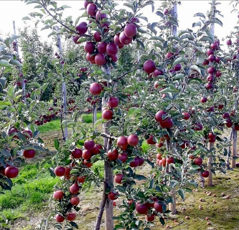 این نهالستان از نهال سیب تو سرخ و سیاه اصلاح شده رونمایی کرد