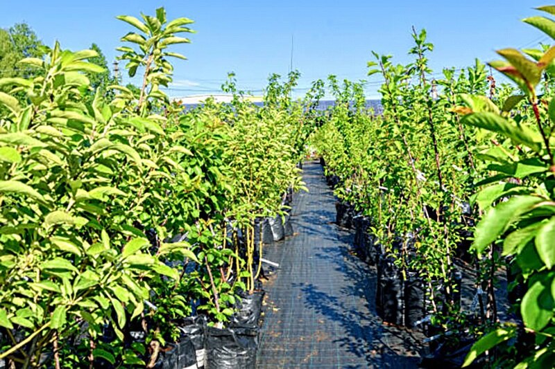 این نهالستان از نهال سیب تو سرخ و سیاه اصلاح شده رونمایی کرد