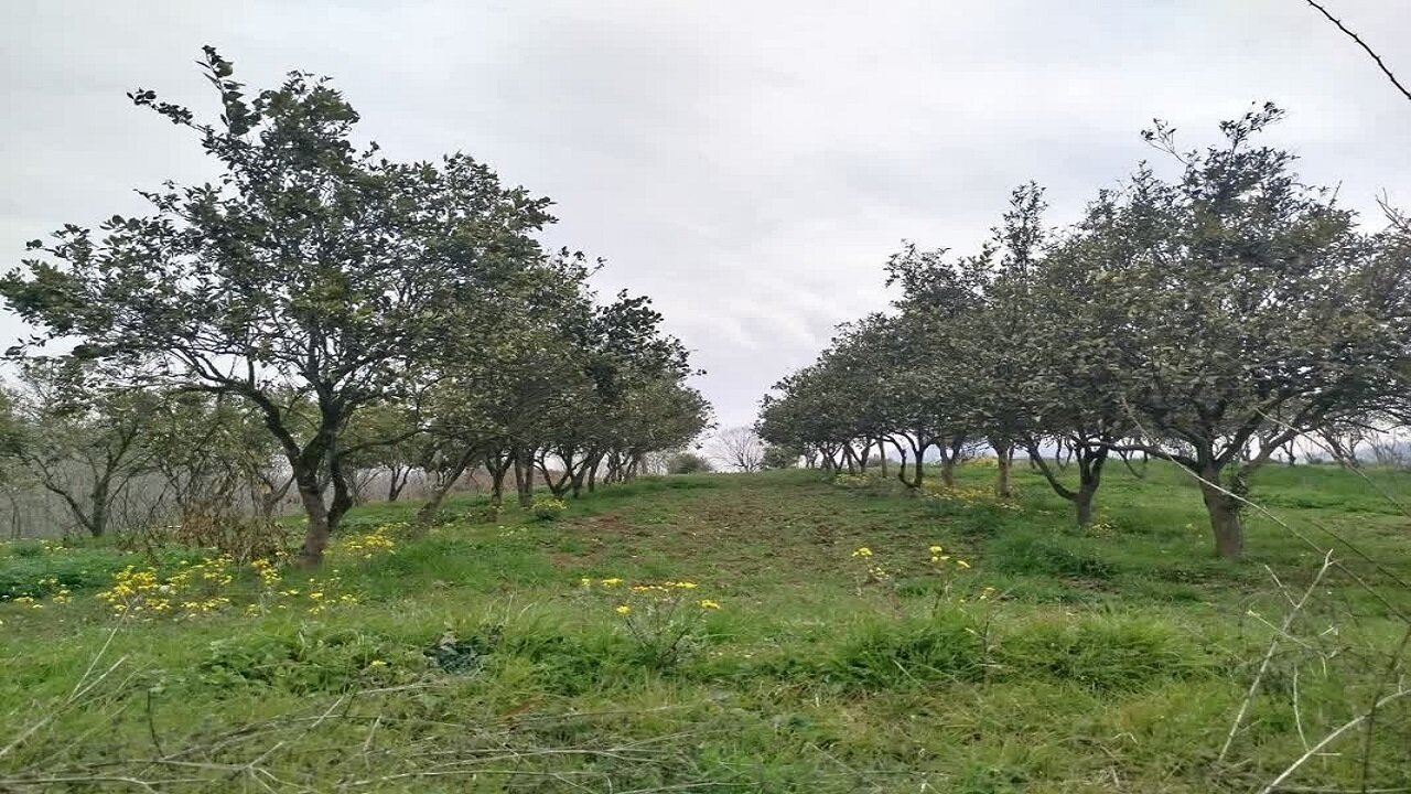شناسنامهدار شدن ۲۱۲ هکتار از باغات سوادکوه شمالی