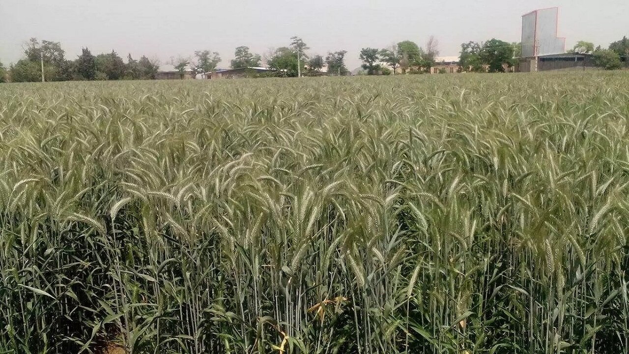 ۳۰ تُن جو قاچاق در قم کشف شد
