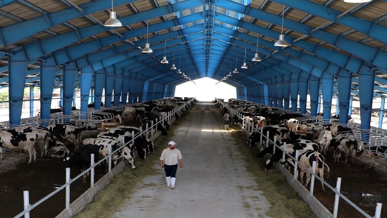 پرداخت ۲۳۰ میلیارد تومان تسهیلات برای پرواربندی دام