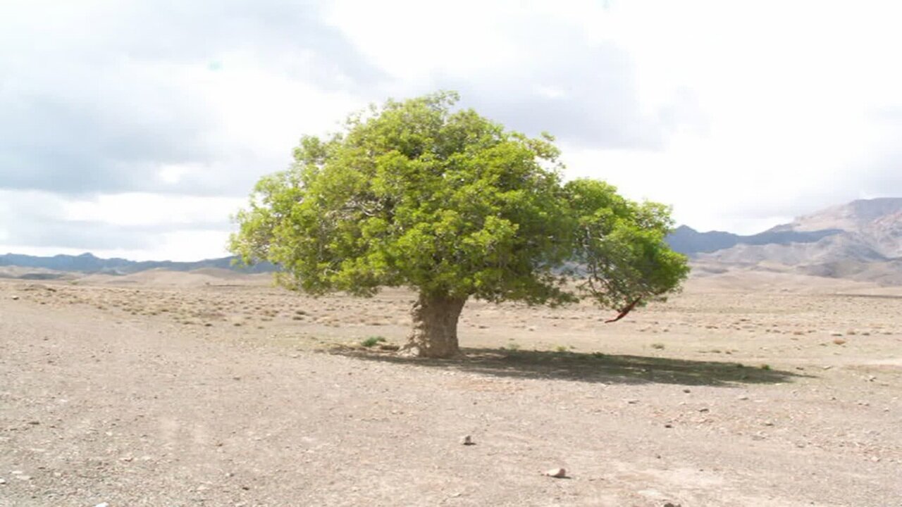 تصاویری از یک درخت کهنسال در روستای درزاب بجستان