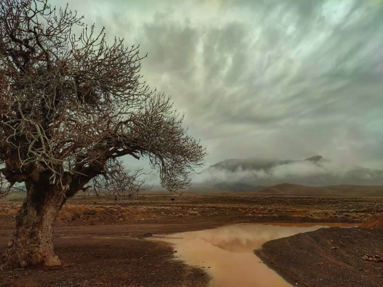 تصاویری از یک درخت کهنسال در روستای درزاب بجستان