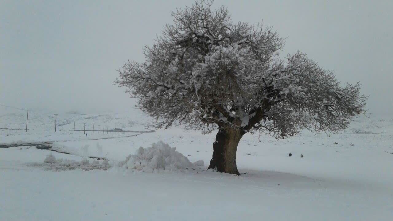 تصاویری از یک درخت کهنسال در روستای درزاب بجستان